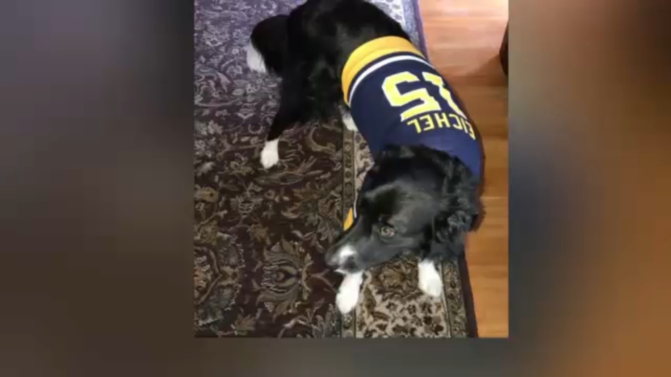 Sabres 2025 dog jersey